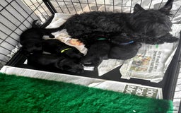 Scottish Terrier dogs for sale: Scottish terrier puppies - Advert 1