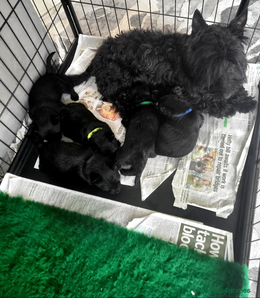 Scottish Terrier dogs for sale: Scottish terrier puppies - Advert 1
