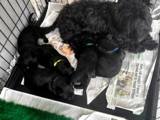 Scottish Terrier dogs Scottish terrier puppies - Advert 6