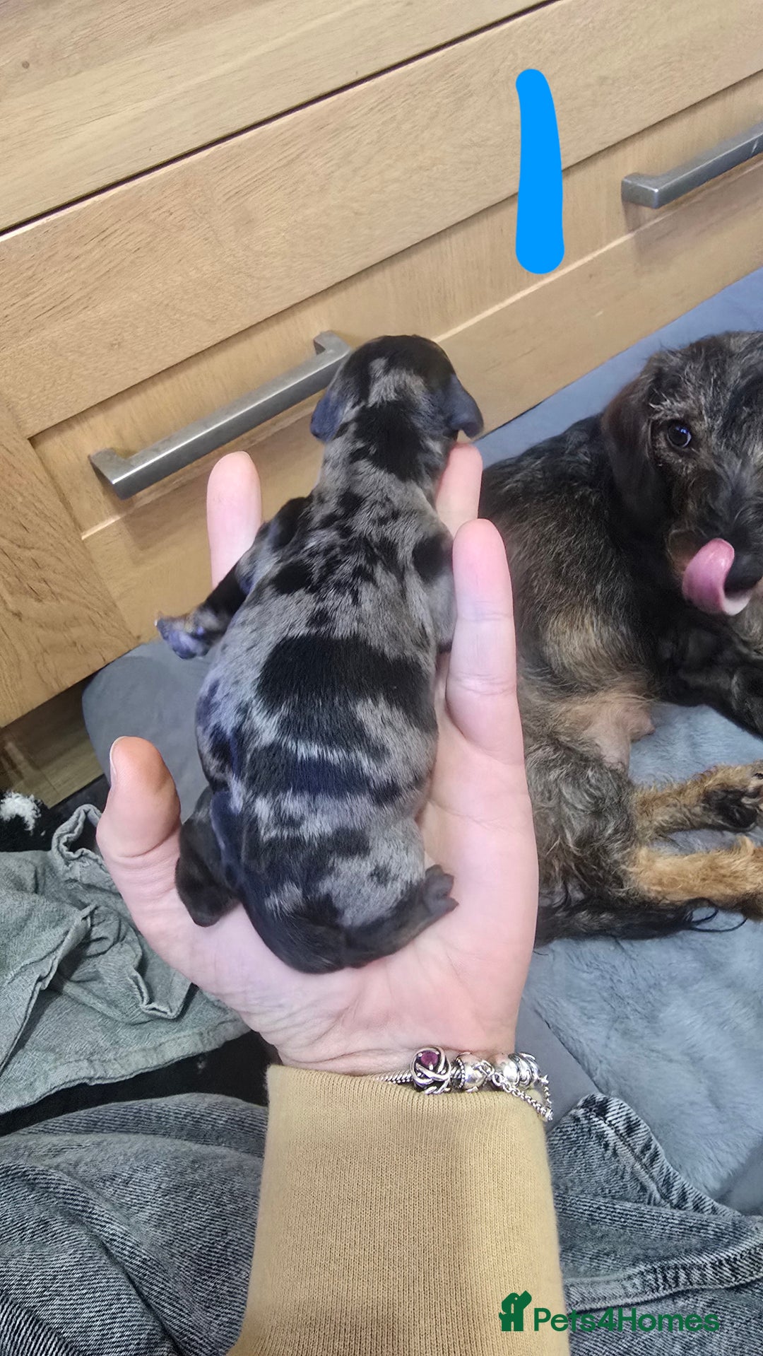 Dachshund dogs for sale: 4 beautiful dachshund puppies  - Advert 6