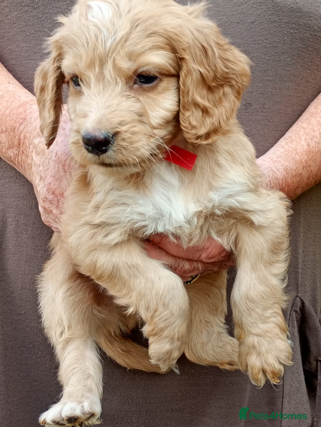 Cockapoo dogs for sale: Cockapoo F1 puppies  - Image 6