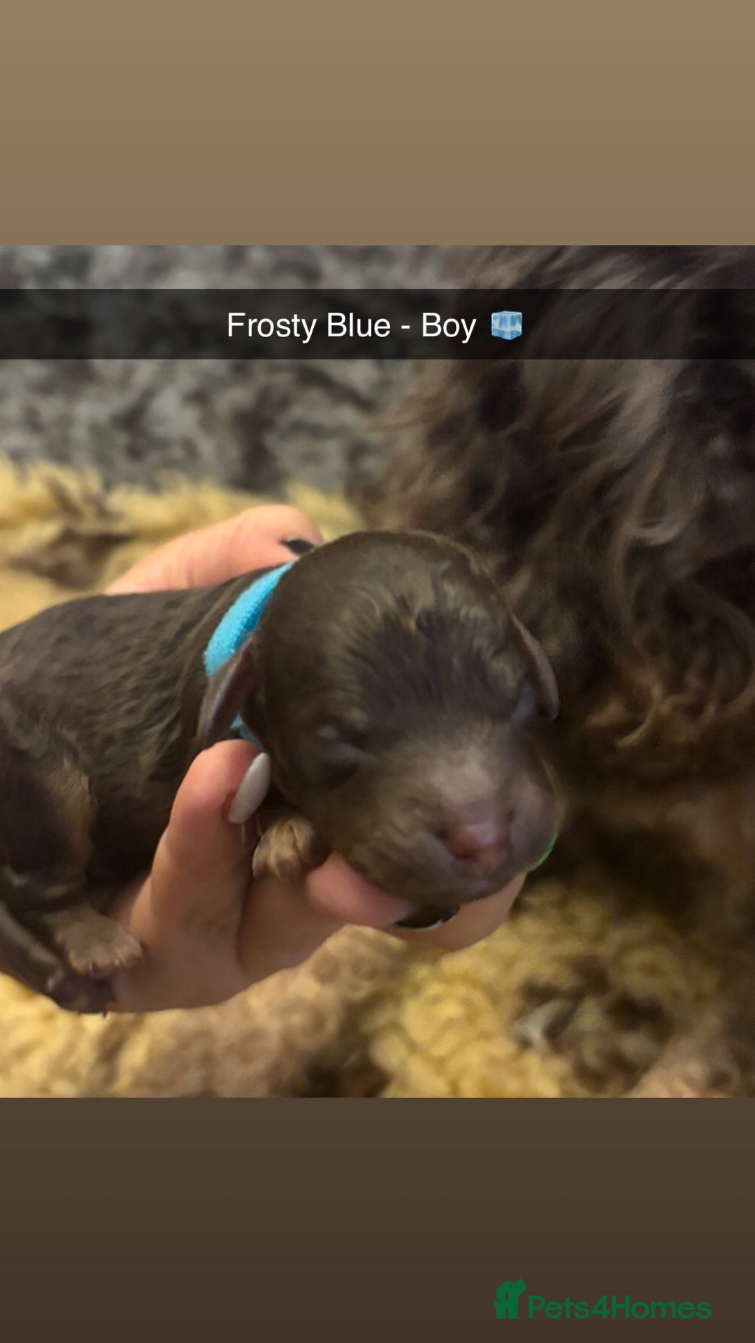 Cockapoo dogs for sale: Beautiful F2B Cockapoo Puppies - Image 8