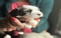 Tibetan Terrier dogs for sale: Gold Sable & White Tibetan Terrier Girl - Image 7