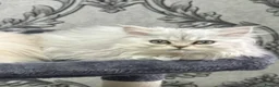 Persian cats for sale: Beautiful long haired Persian Kittens - Advert 26