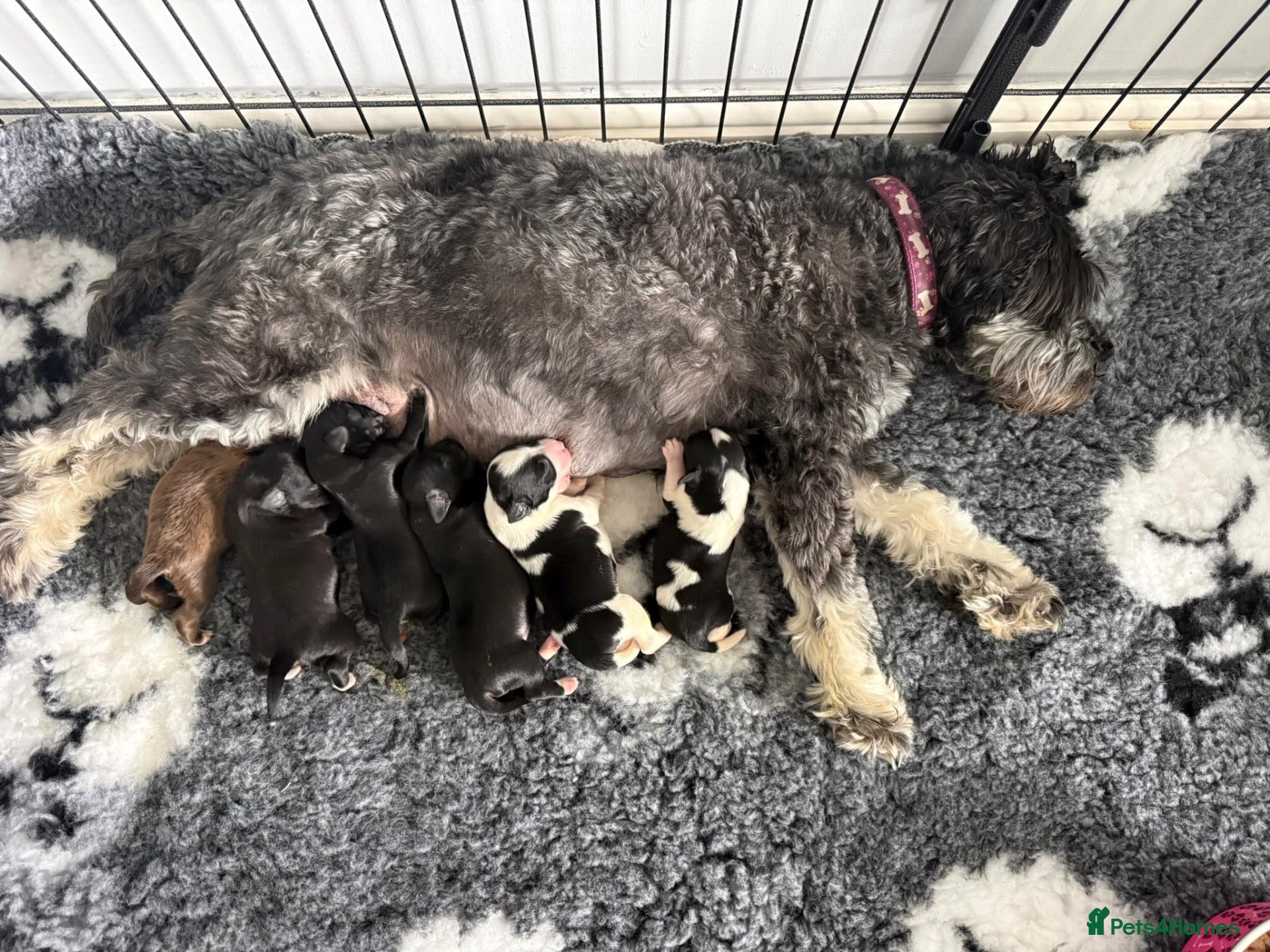 Miniature Schnauzer dogs 🐾 KC Registered Miniature Schnauzer Puppies - Advert 1