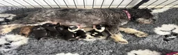 Miniature Schnauzer dogs for sale: 🐾 KC Registered Miniature Schnauzer Puppies - Advert 1