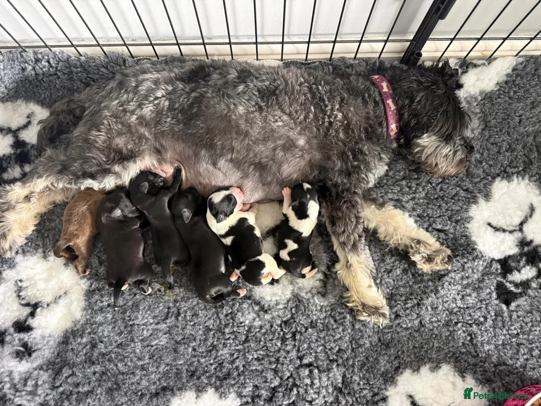 Miniature Schnauzer dogs for sale: 🐾 KC Registered Miniature Schnauzer Puppies - Advert 1