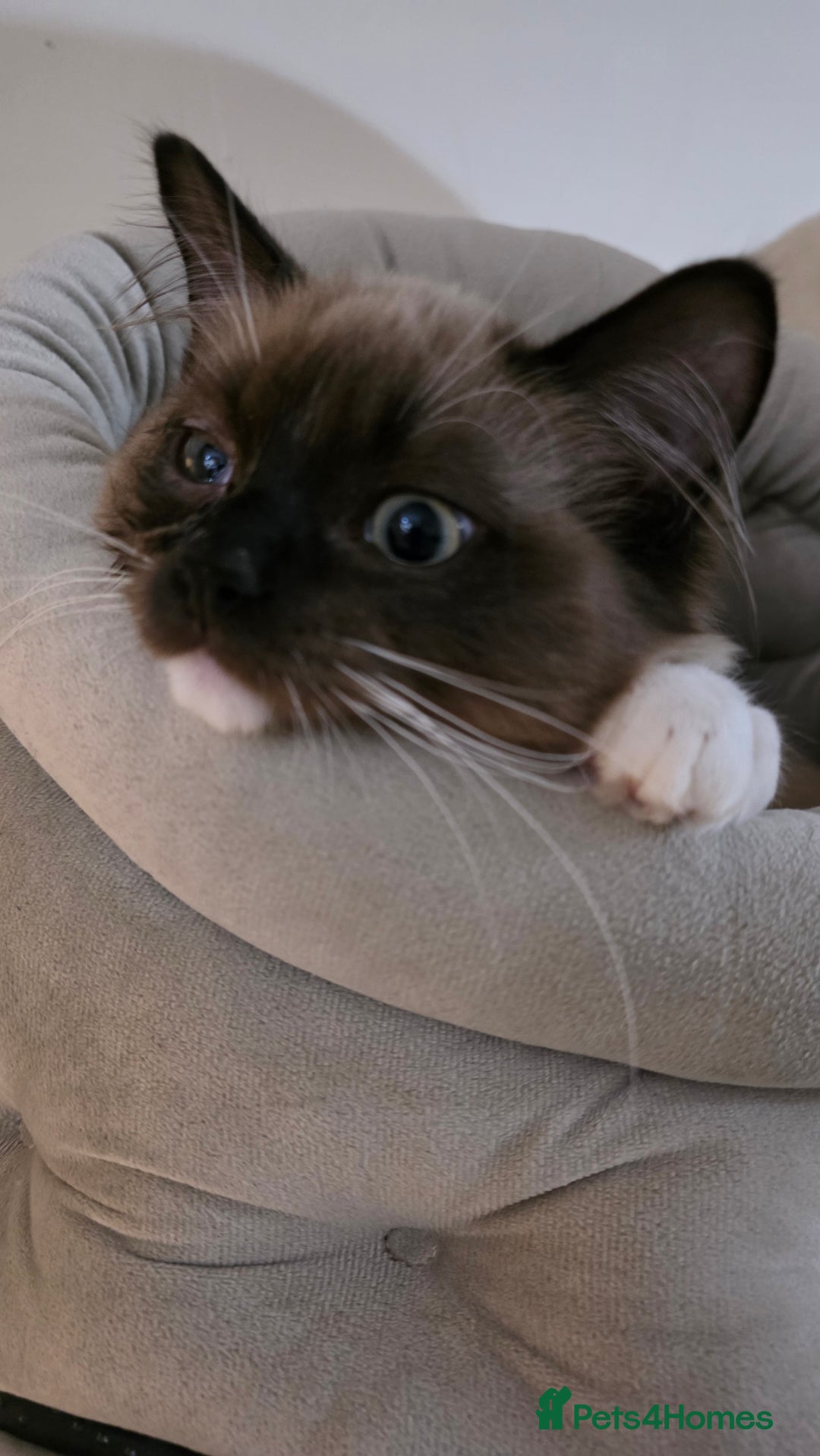 Ragdoll cats for sale: Seal Mitted Mink Ragdoll - Advert 5