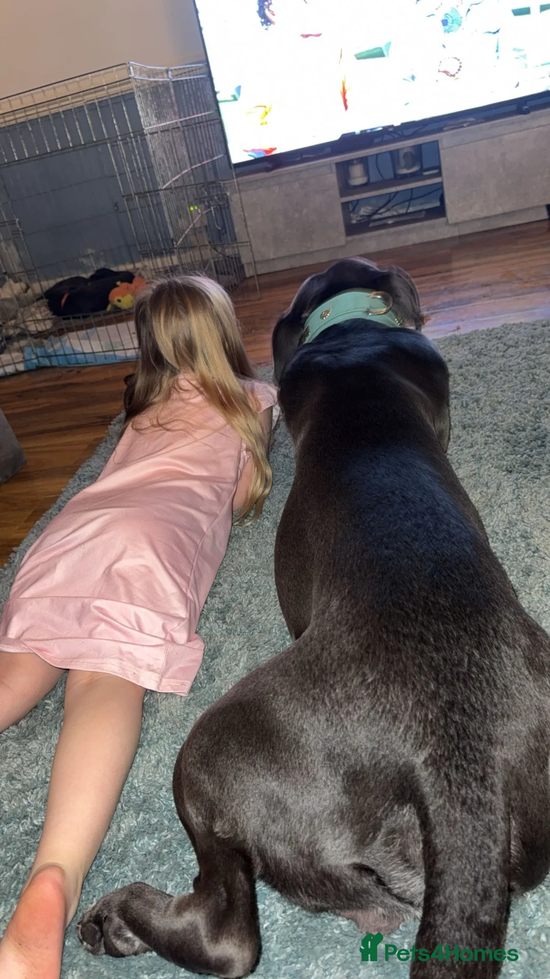 Cane Corso dogs for sale: Entire male blue cane corso  - Advert 4