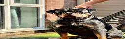 Rottweiler dogs for stud: PUREBREAD ROTTWEILER MALE FOR STUD !! - Advert 2