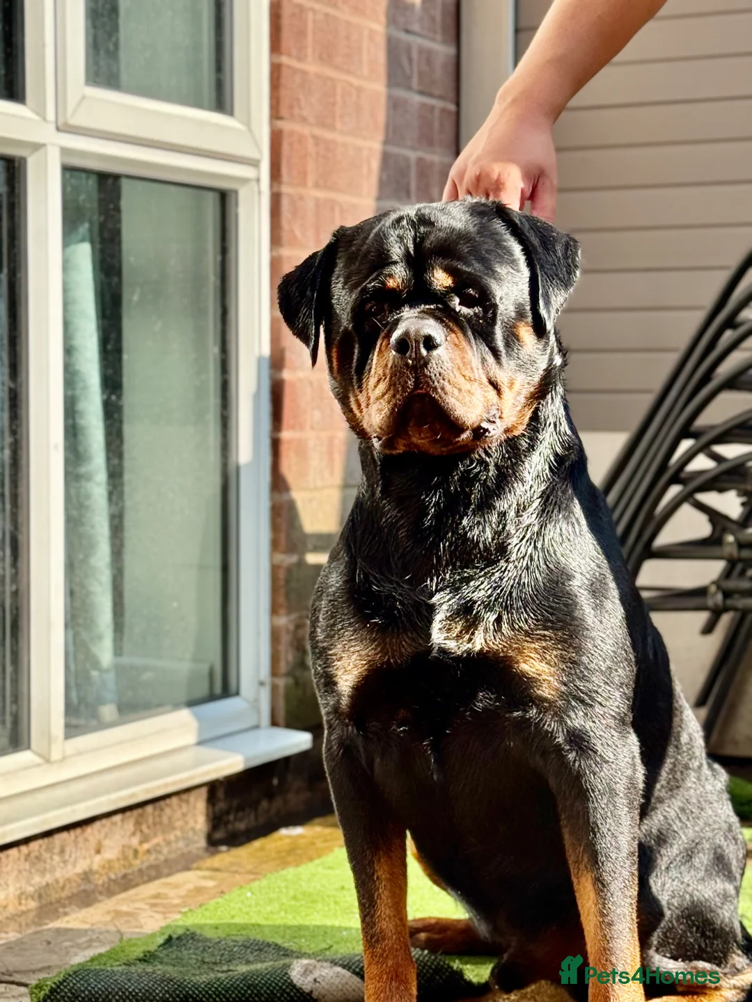 Rottweiler dogs for stud: PUREBREAD ROTTWEILER MALE FOR STUD !! - Advert 2