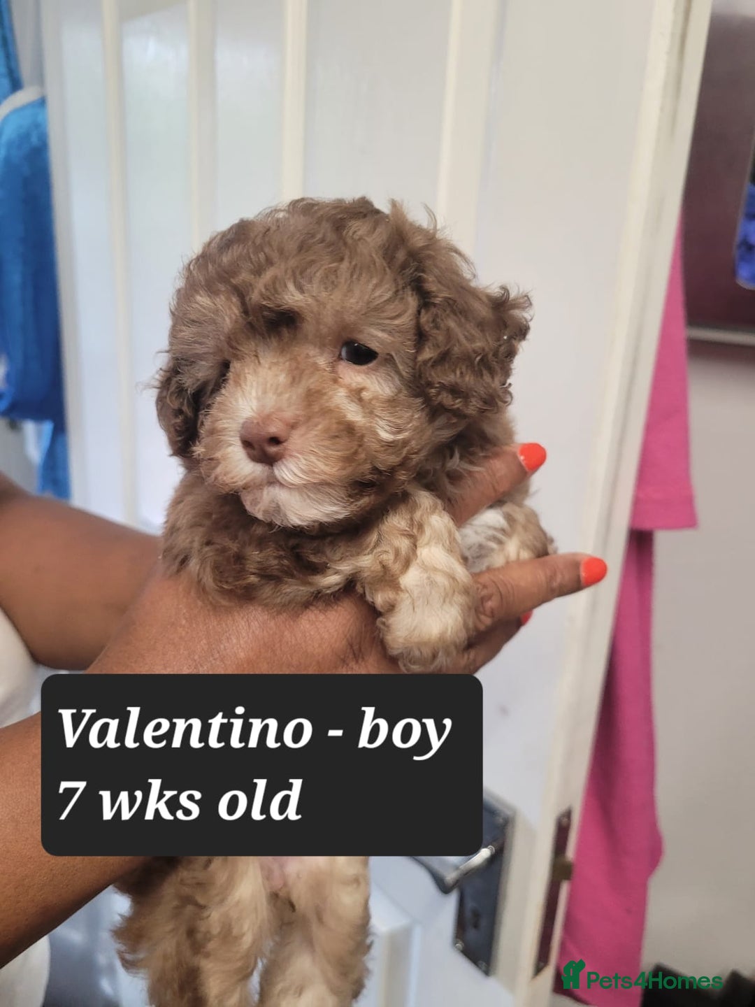 Toy Poodle dogs for sale: Asian toy poodle  - Image 19