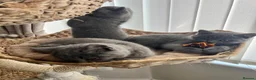 British Shorthair cats for sale: British shorthair kittens domestic  - Advert 5