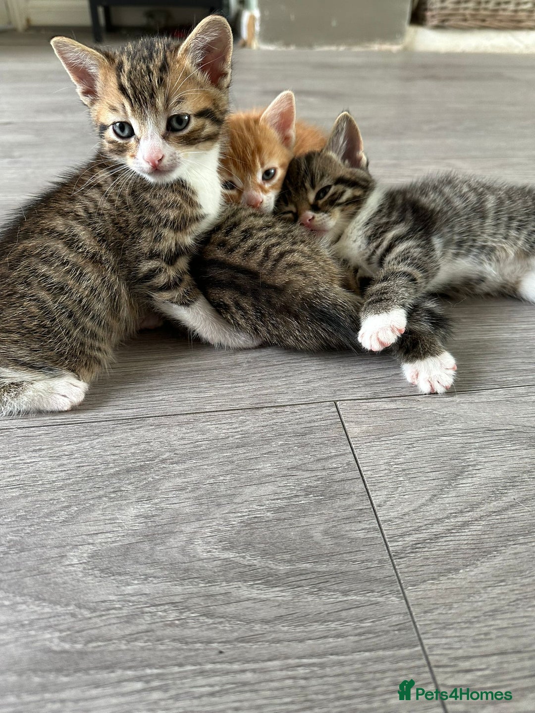 Mixed Breed cats for sale: One tabby boy left - Image 2