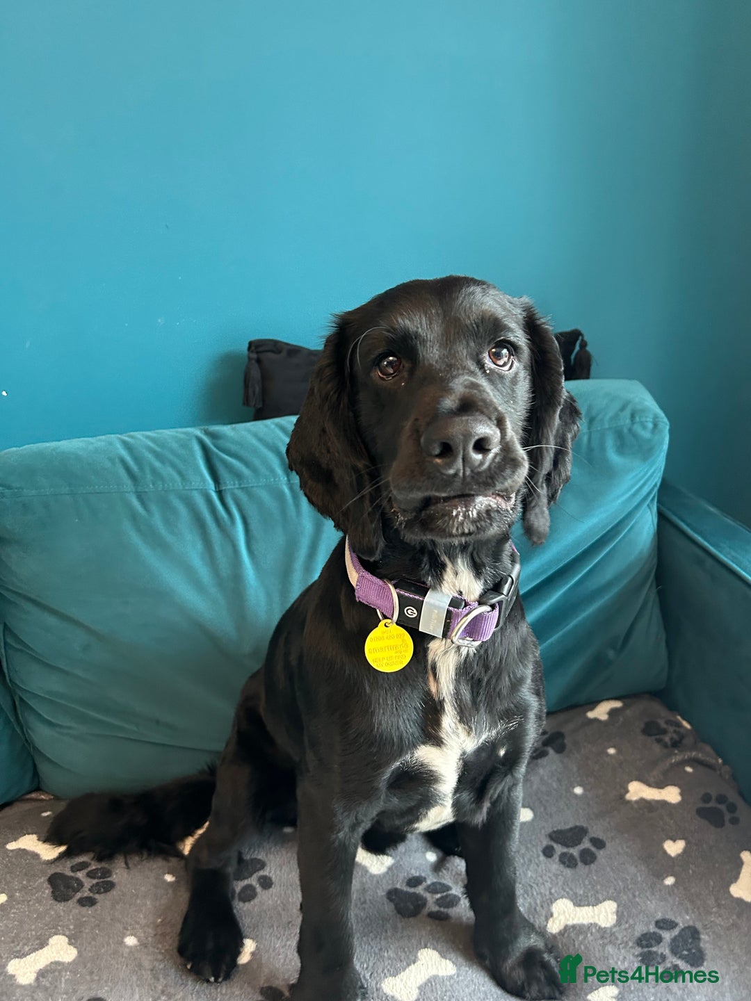 Cocker Spaniel dogs for sale: Male Working cocker spaniel age 1 - Advert 7