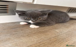 British Shorthair cats for sale: British shorthair cross - Image 7