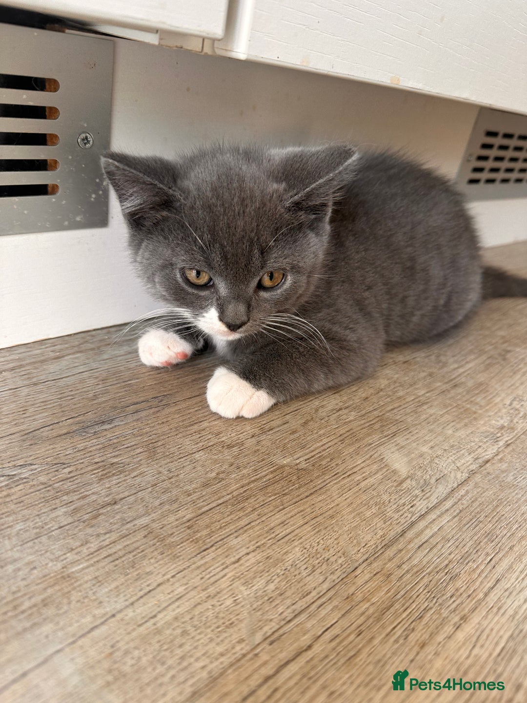 British Shorthair cats for sale: British shorthair cross - Image 7