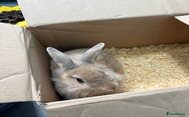 Mixed Breed rabbits - Advert 1