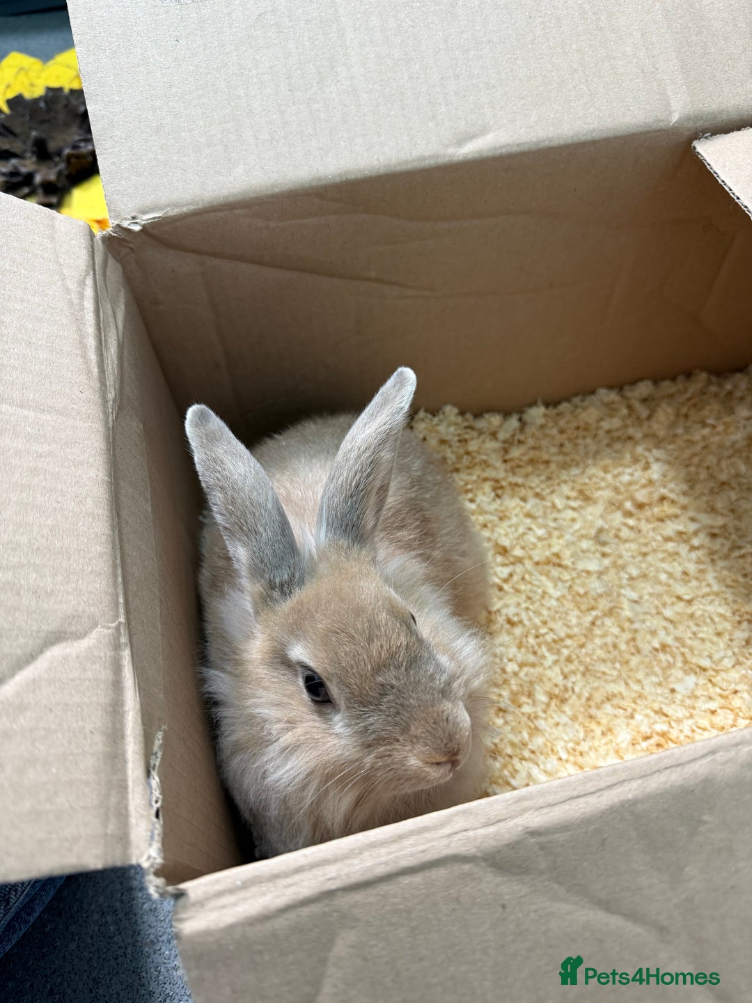 Mixed Breed rabbits for sale: One male rabbit  - Image 1