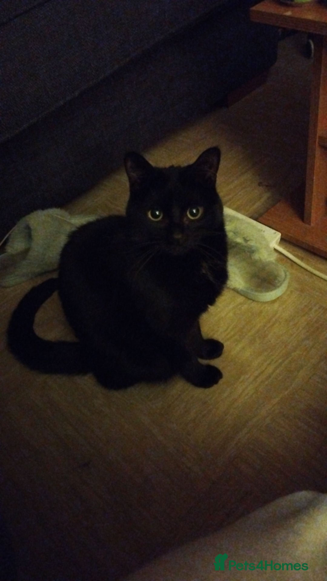 Bombay cats for sale: Cat for rehoming - Image 8