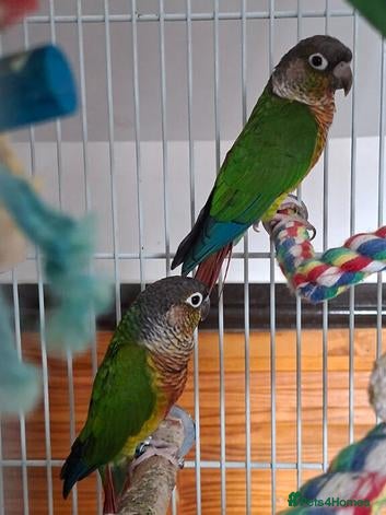 Conures birds Conures for sale  - Advert 1