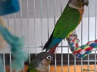 Conures birds Conures for sale - Advert 17