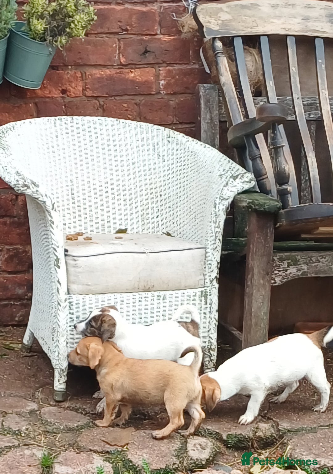 Jack Russell dogs for sale: Adorable Jack Russel Puppies  - Image 5