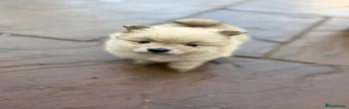 Pomeranian Puppy 1