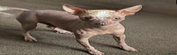 Chinese Crested dogs for sale: Kind home for Mini Chinese Crested Boy - Advert 1