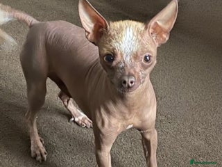 Chinese Crested dogs Kind home for Mini Chinese Crested Boy - Advert 16