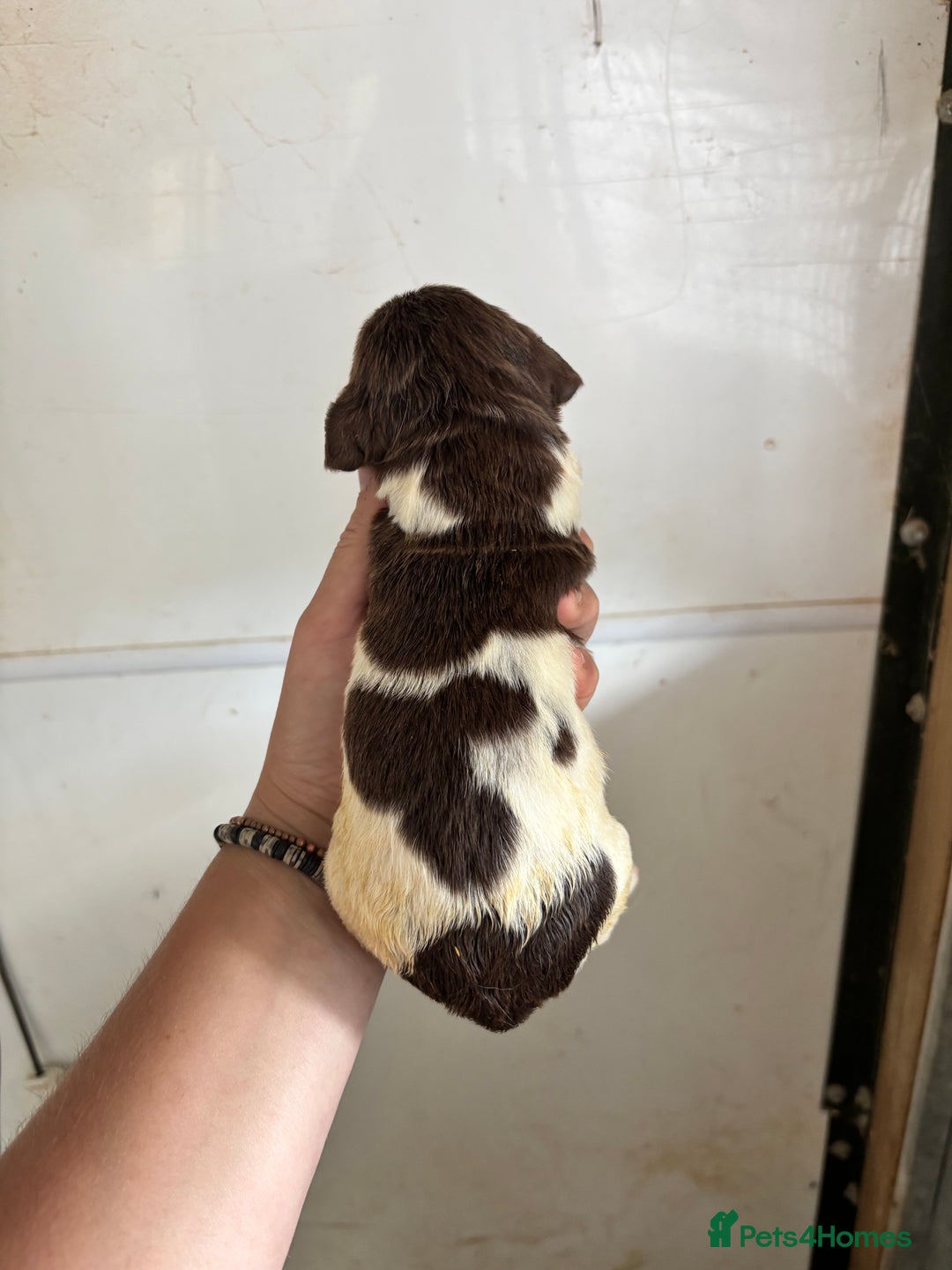 English Springer Spaniel dogs for sale: Springer Spaniel Puppies  - Image 11