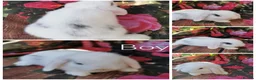 Mini Lop rabbits for sale: Mini lop baby rabbits  - Advert 7