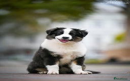 Miniature American Shepherd dogs for sale: miniature American shepherd - Image 11
