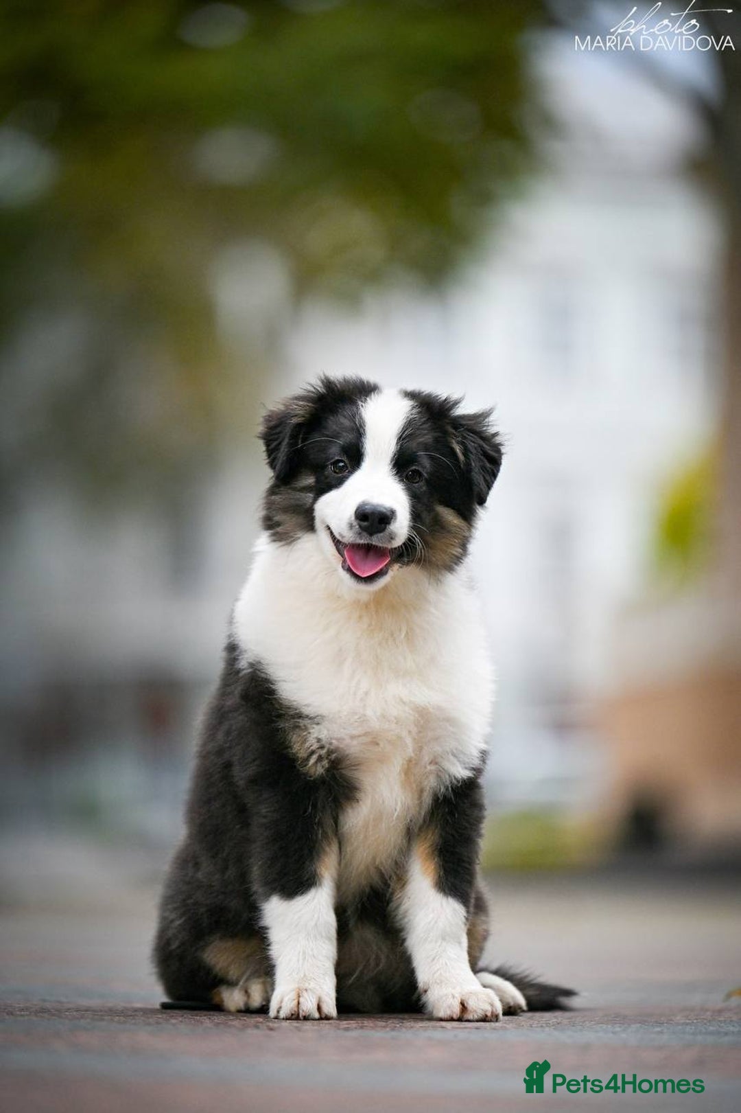 Miniature American Shepherd dogs for sale: miniature American shepherd - Image 11