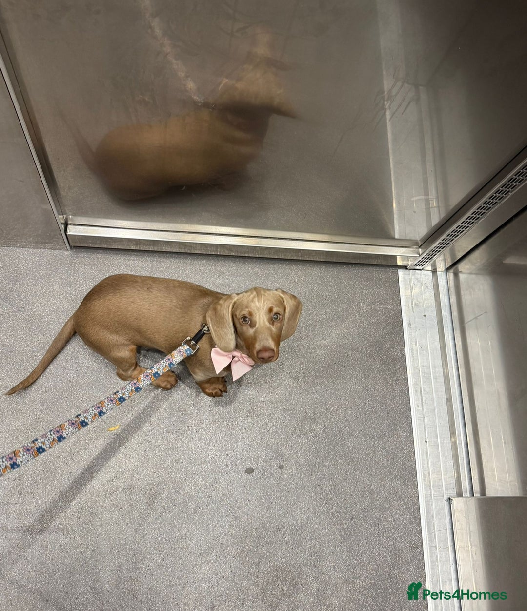 Dachshund dogs for sale: Isabella tan Dashound  - Image 1