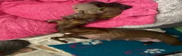 Italian Greyhound dogs for sale: Beautiful Italian greyhound puppies  - Advert 6