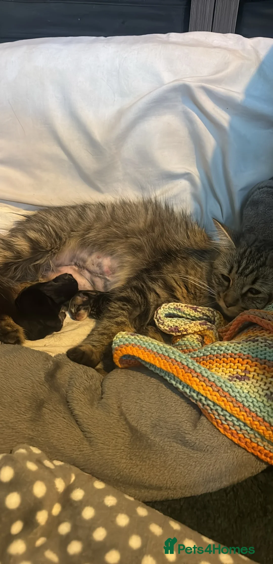 Mixed Breed cats for sale: Kitten for sale  - Advert 2