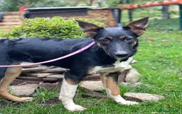 Mixed Breed dogs for adoption: 💖🐶 LINDA 🐶💖 - Image 14