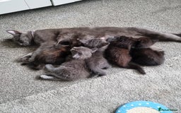 British Shorthair cats for sale: Sale kittens  - Image 8