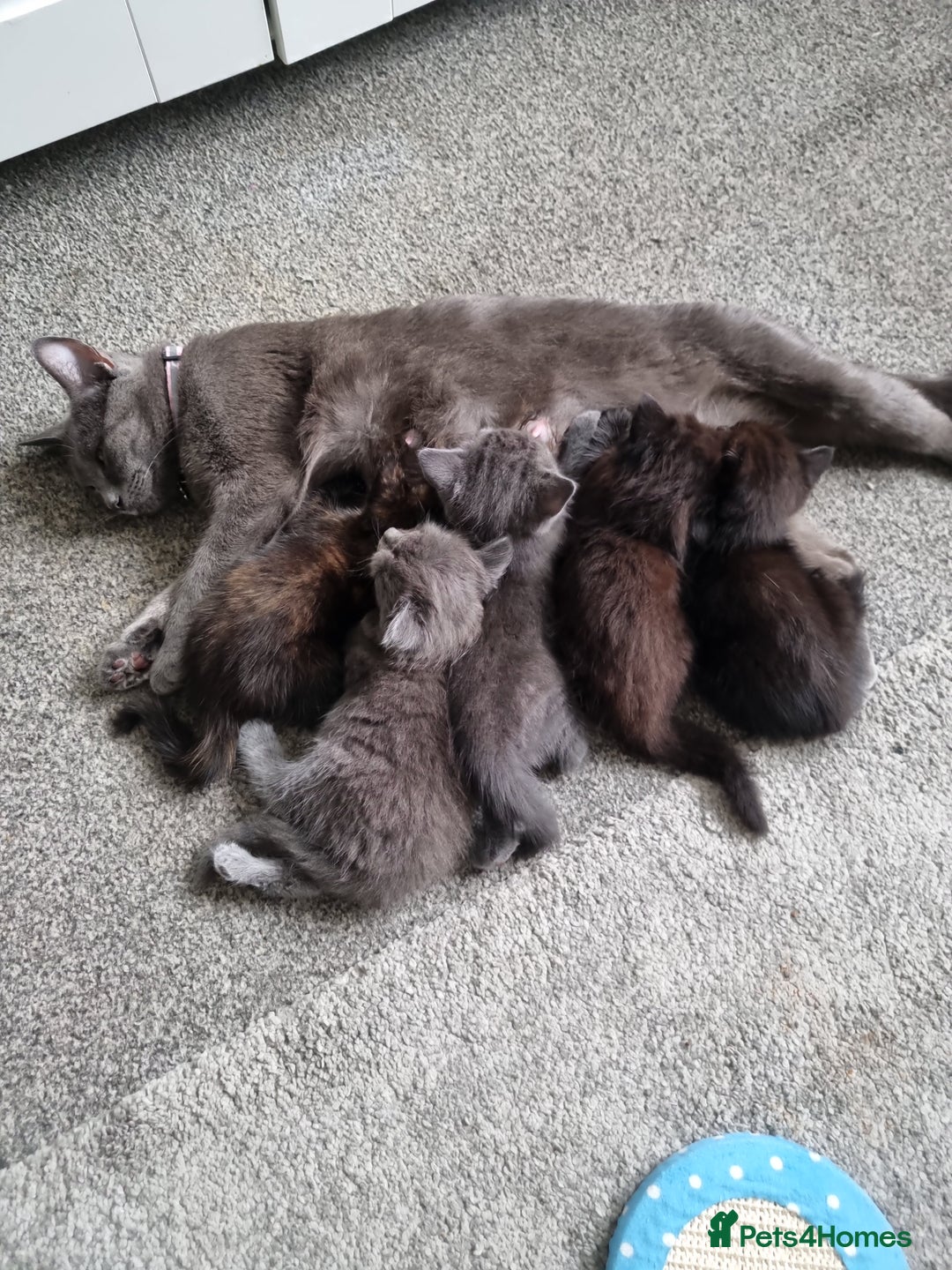 British Shorthair cats for sale: Sale kittens  - Image 8