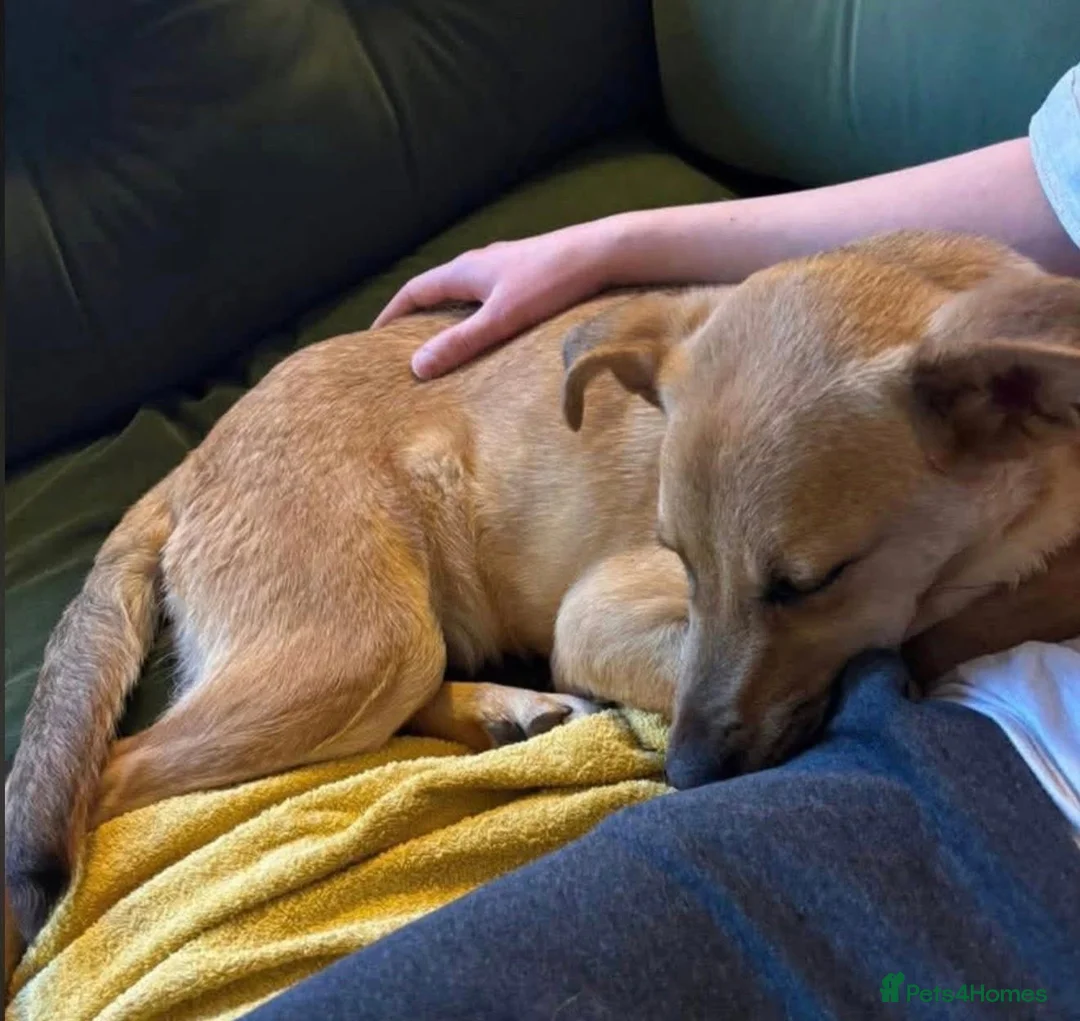 Mixed Breed dogs for adoption: 🐾 Meet Rufus – He Needs a Chance, Not a Kennel 🐾 - Advert 5
