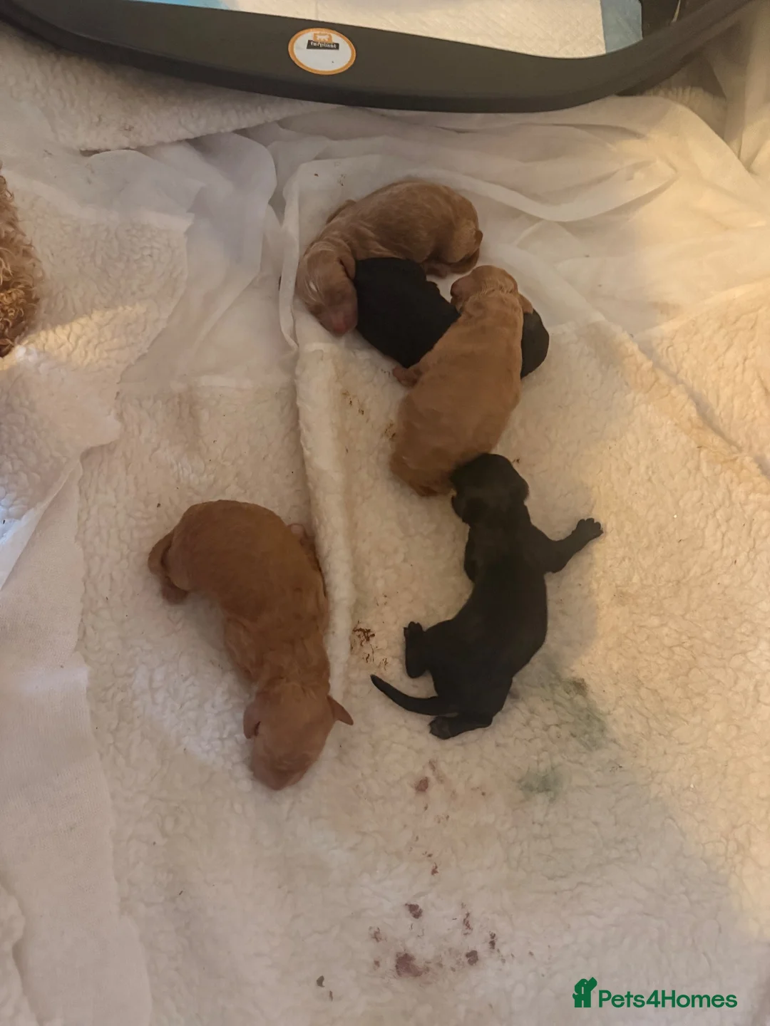 Cockapoo dogs for sale: F2 Cockapoo in Retford - Advert 3