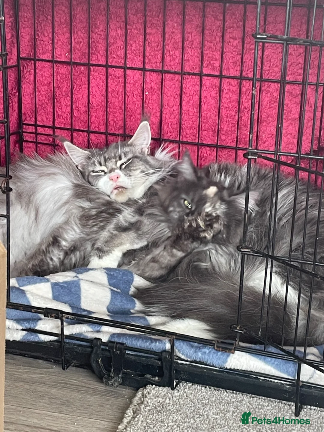 Maine Coon cats for sale: Mainecoon female - Advert 4