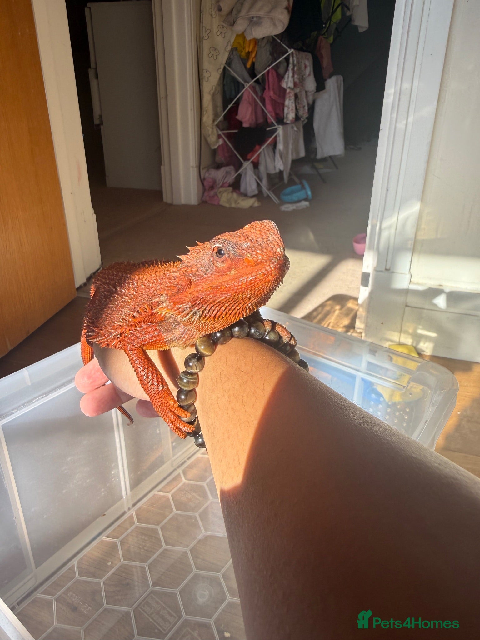 Bearded Dragon reptiles Red monster bearded dragon.  - Advert 1