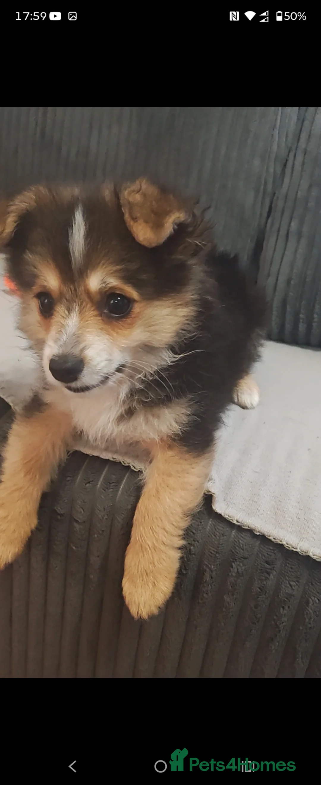 Maltipom dogs for sale: Maltipom  in Stoke-on-Trent - Advert 1