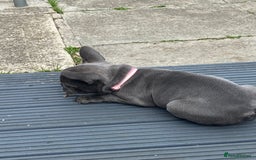 French Bulldog dogs for sale: French bulldog pup girl BLUE 13 weeks old - Image 21