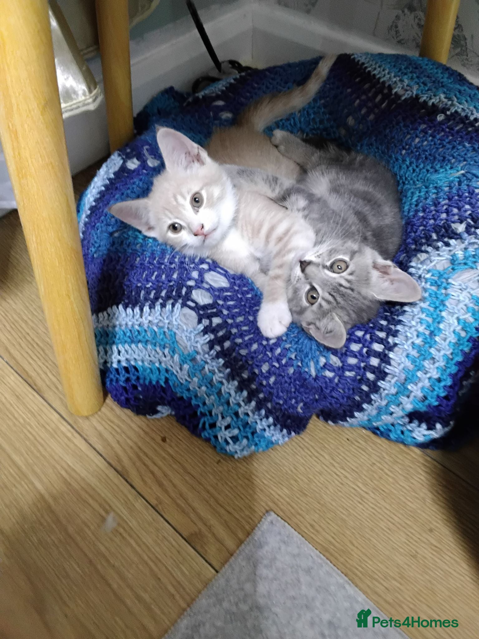 Mixed Breed cats Mixed tabby kittens 5 for sale . - Advert 4