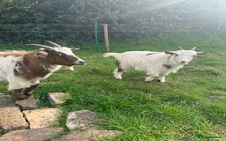 Goats livestock for sale: 2 MALE PYGMY GOATS FREE TO GOOD HOME - Image 3