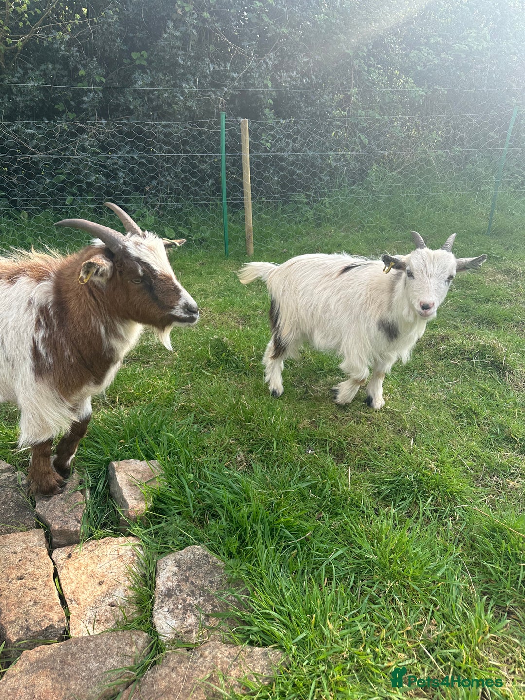 Goats livestock for sale: 2 MALE PYGMY GOATS FREE TO GOOD HOME - Image 3