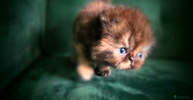 Persian cats - Advert 4